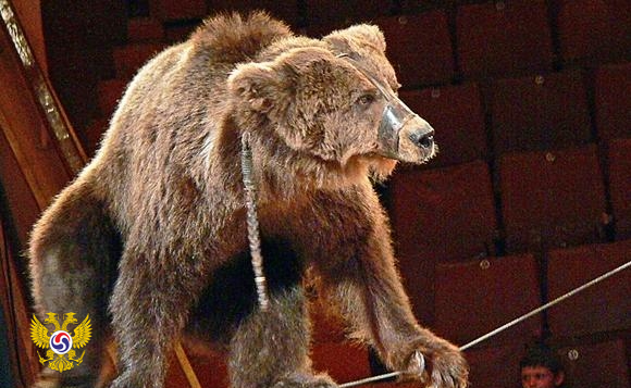 В цирке на проспекте Вернадского медведь напал на человека